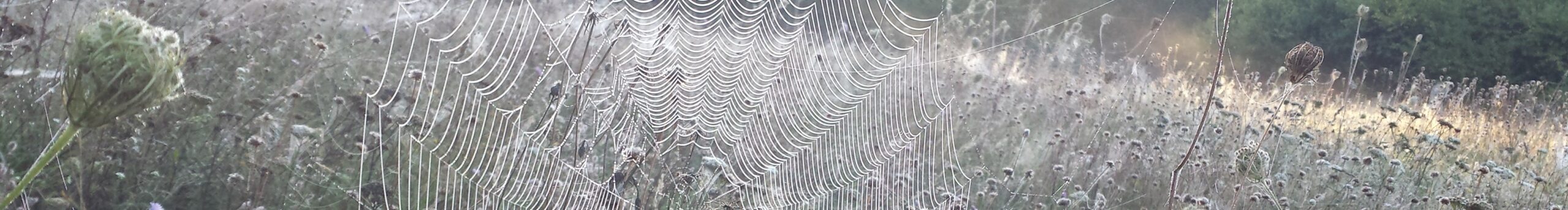 Spinnennetz Radspinner